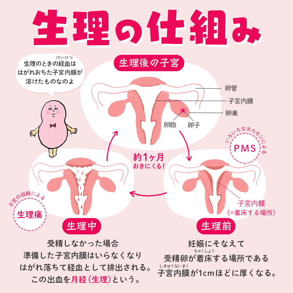 生理 挿絵画像】生理の仕組み – withセイシル